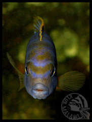 Labidochromis sp. "mbamba"