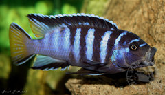 Pseudotropheus sp. "elongatus mphanga"