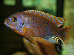 Iodotropheus sprengerae