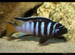 Pseudotropheus sp. "elongatus mphanga"