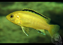 Labidochromis caeruleus