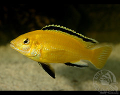 Labidochromis caeruleus