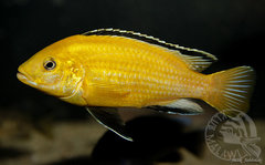 Labidochromis caeruleus