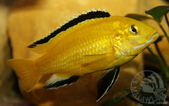 Labidochromis caeruleus "yellow"