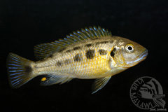 Pseudotropheus williamsi