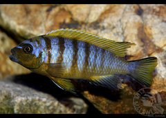 Metriaclima sp. "zebra long pelvic", Chesese