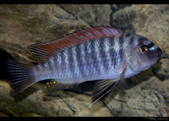 Labeotropheus fuelleborni