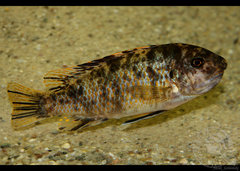 Labeotropheus fuelleborni