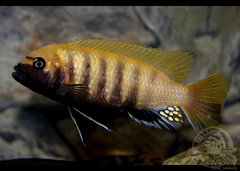 Metriaclima zebra gold