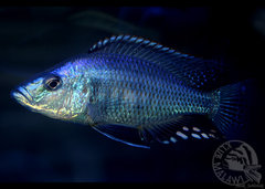 Dimidochromis compressiceps