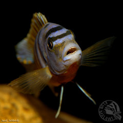 Więcej informacji o „Labidochromis sp "hongi"”