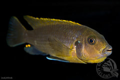 Labidochromis sp. "hongi"