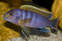 Labidochromis sp "hongi"