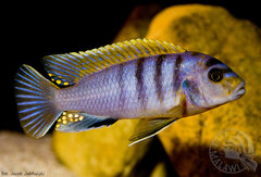 Labidochromis sp "hongi"