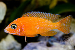 A. fire fish