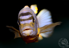 Labidochromis sp "hongi"