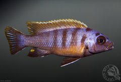 Pseudotropheus sp. "zebra long pelvic"