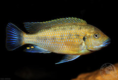 Pseudotropheus Williamsi