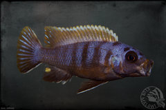 Pseudotropheus sp. "zebra long pelvic"