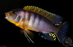 Więcej informacji o „Labidochromis hongi”