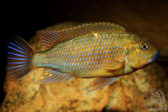 Pseudotropheus sp. "williamsi north"