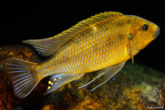 Pseudotropheus williamsi