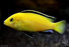 Labidochromis caeruleus