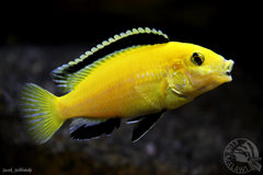 Labidochromis caeruleus