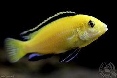 Labidochromis caeruleus