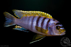 Labidochromis sp. "hongi"