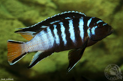 Pseudotropheus sp. "elongatus mphanga"