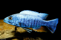 Sciaenochromis fryeri