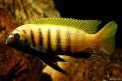 Metriaclima sp. "zebra gold", Kawanga