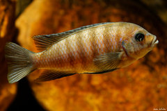 Metriaclima sp. "zebra chilumba", Maison Reef