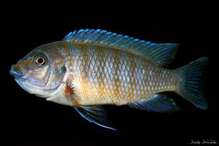 Metriaclima sp. "zebra chilumba", Maison Reef