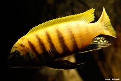 Metriaclima sp. "zebra gold", Kawanga