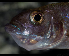 Scienochromis fryeri iceberg. Samica z potomstwem.