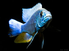 Scienochromis fryeriiceberg. Samiec