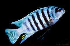 Metriaclima sp. "zebra chilumba", Maison Reef