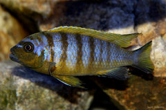 Metriaclima sp. "zebra long pelvic", Chesese