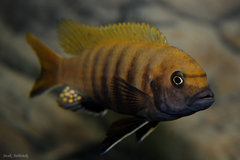 Pseudotropheus sp. zebra gold