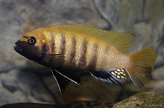 Metriaclima sp. "zebra gold", Kawanga