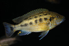 Pseudotropheus sp. "williamsi north"