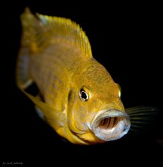 Pseudotropheus sp. "williamsi north"