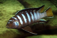 Pseudotropheus sp. "elongatus mphanga"