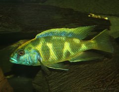 Nimbochromis venustus