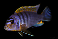 Labidochromis sp. "hongi"