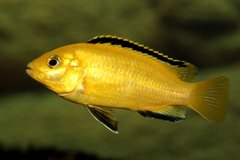 Labidochromis caeruleus "yellow"