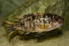 Labeotropheus fuelleborni samica