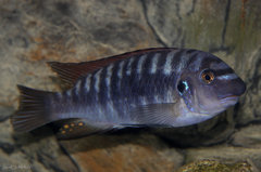 Labeotropheus fuelleborni